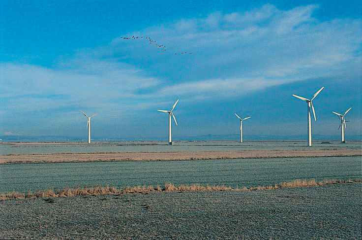 Vindmøllers innvirkning på dyre- og fugleliv har vært gjenstand for bekymring. Disse fuglene lar seg ikke skremme. Foto: Helene M. Berg. Vindmøllers innvirkning på dyre- og fugleliv har vært gjenstand for bekymring. Disse fuglene lar seg ikke skremme. Foto: Helene M. Berg.