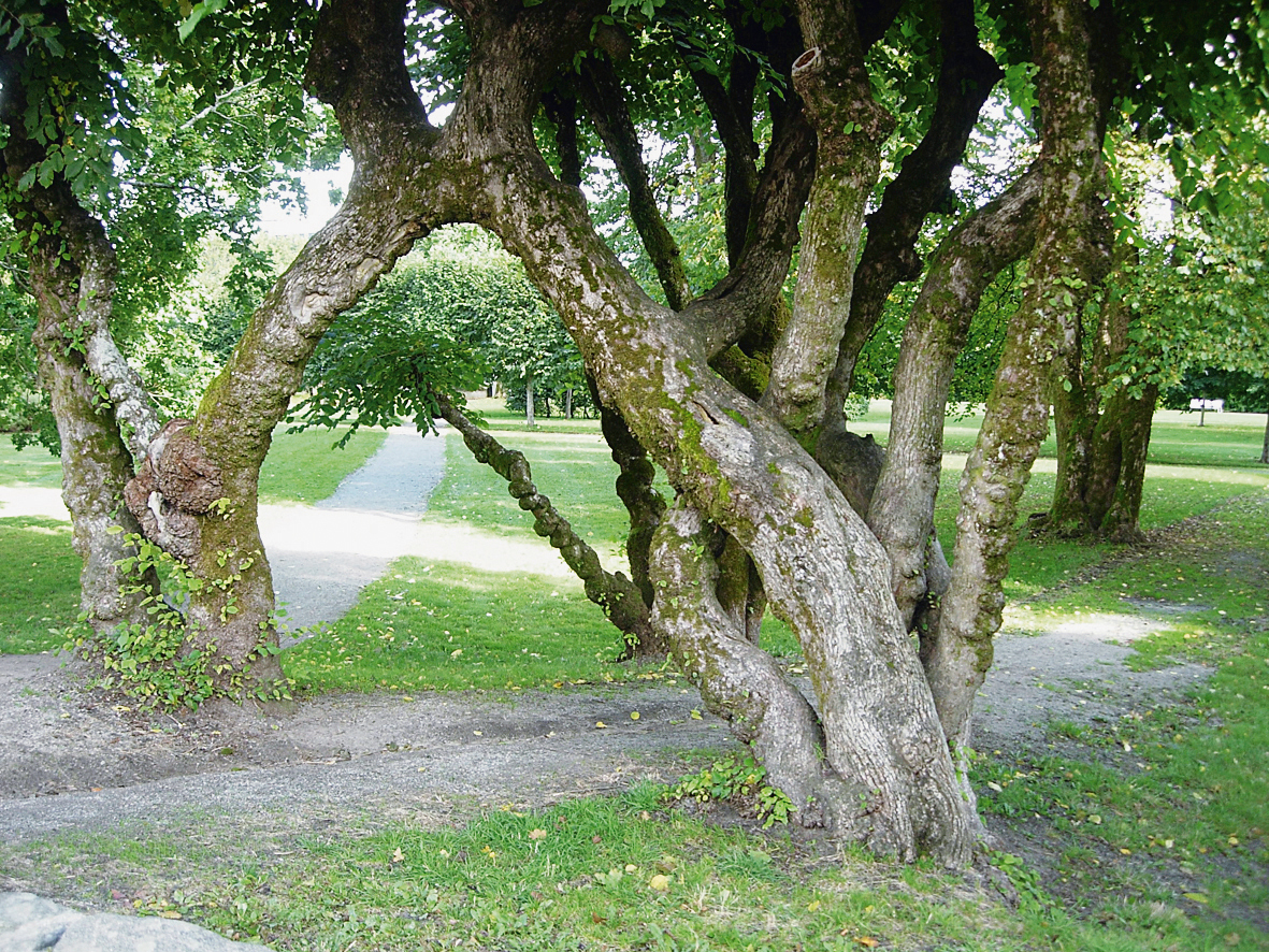 Skrivergårdens hage i Mandal fra sent 1700-tall med en buegang av alm. Foto: Mette Eggen.