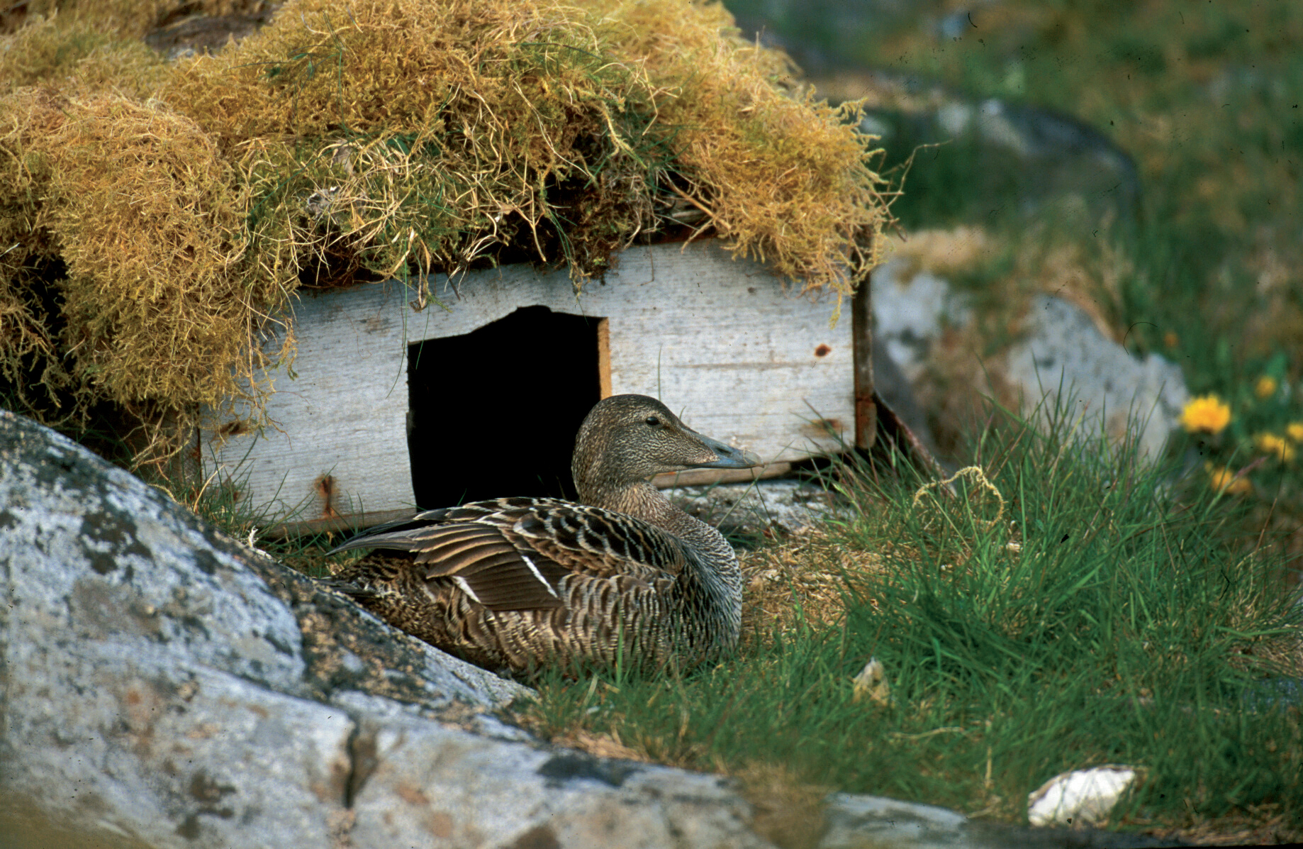 Ærfugl og ehusarkitektur i Vegaøyan.