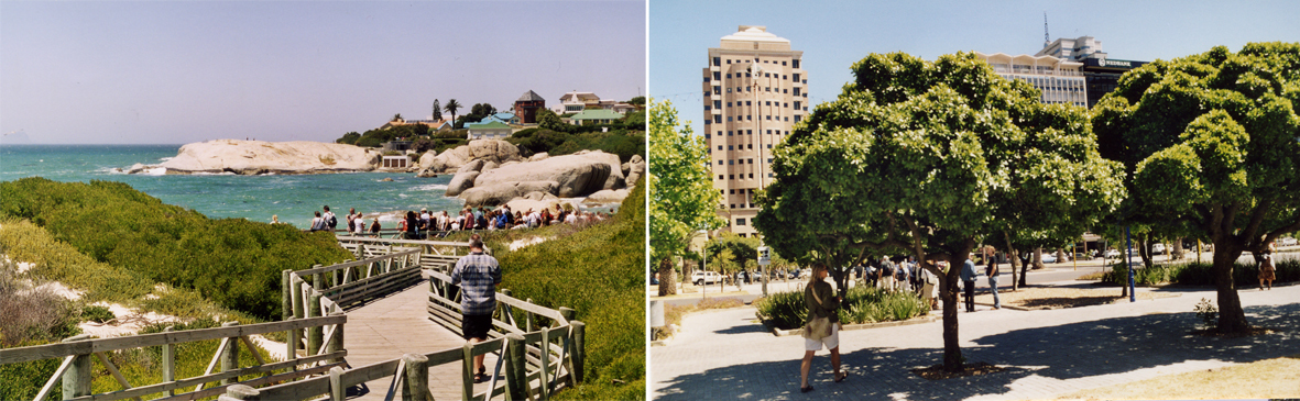 Bilde til venstre: Reservatet for afrikapingvin på Boulders Beach. Gangbruer på stolper leder turistene over krattbeltet der fuglene hekker, og ned til stranden. Bilde til høyre: Nye treplantninger i Cape Towns forretningsdistrikt fra 1960-tallet. Bilde til venstre: Reservatet for afrikapingvin på Boulders Beach. Gangbruer på stolper leder turistene over krattbeltet der fuglene hekker, og ned til stranden. Bilde til høyre: Nye treplantninger i Cape Towns forretningsdistrikt fra 1960-tallet.
