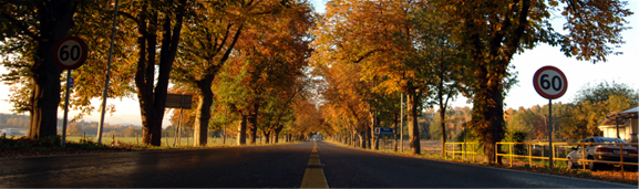 Borgestadalleén i Skien ble plantet i et 500-årsperspektiv. Allerede etter 92 år blir den prisbelønnet. Foto: Tom Riis