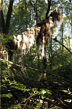 Saueull blir til nattklubbscenografi. Foto: Ingebjørg Semb Saueull blir til nattklubbscenografi. Foto: Ingebjørg Semb